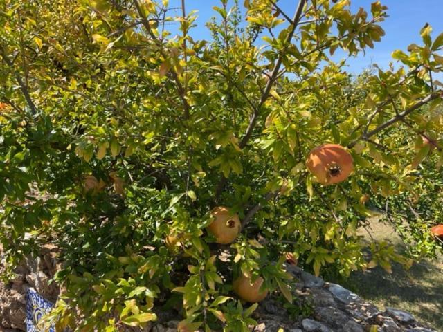 Luxe Hacienda La Campina Met Verwarmd Zwembad En Tennisbaan. Alhaurín el Grande Dış mekan fotoğraf